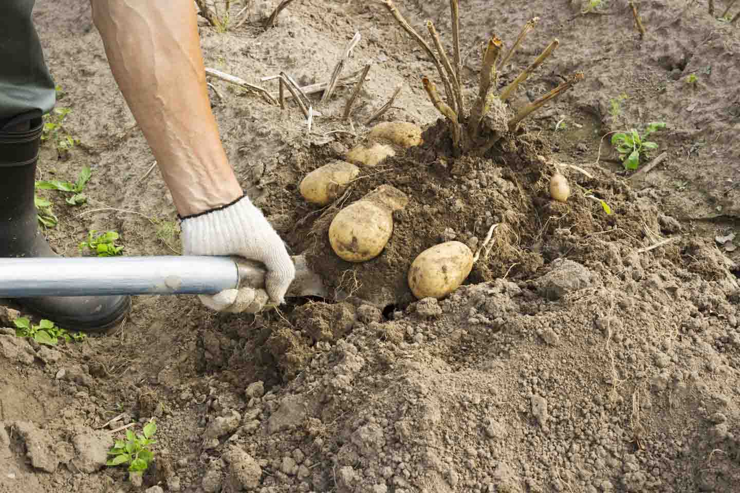 Jemand gräbt mit einer Schaufel von Hand Kartoffeln aus der Erde.