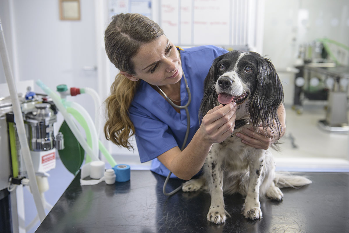 Eine Tierärztin untersucht in ihrer Praxis einen Hund.