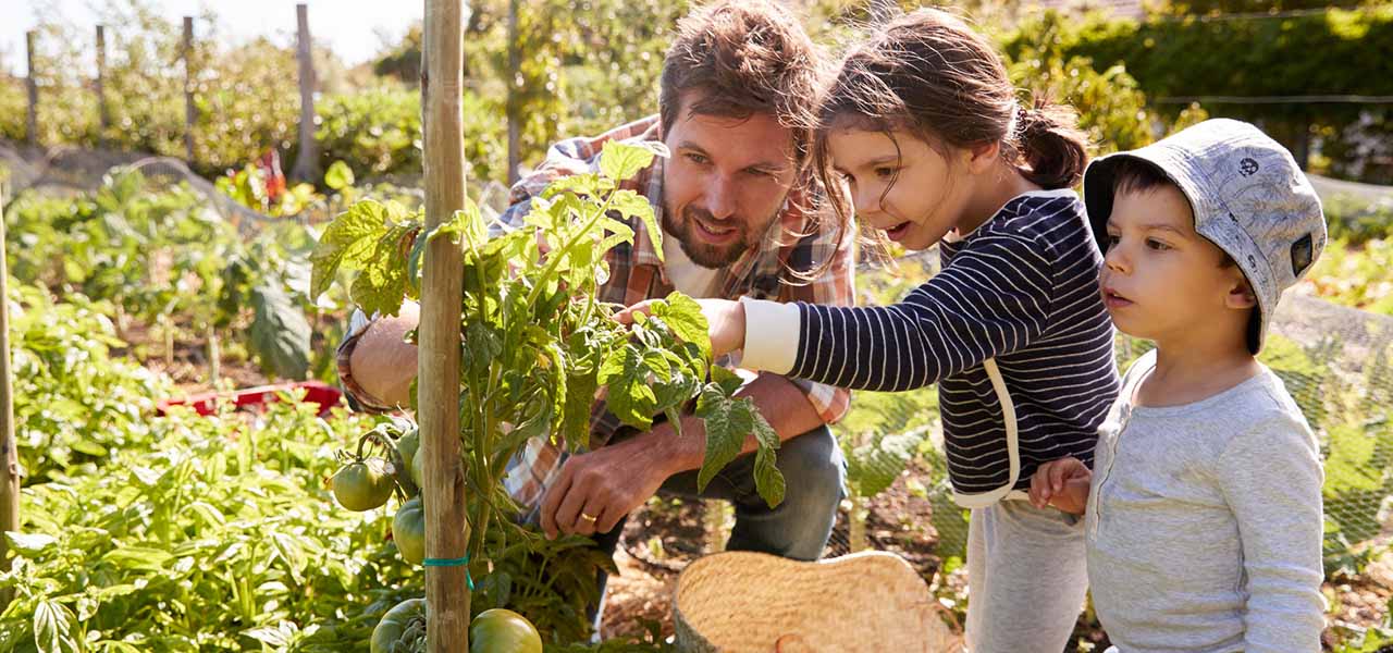 Ein Vater zeigt seinen beiden Töchtern im Garten die ersten grünen Tomaten am Strauch.