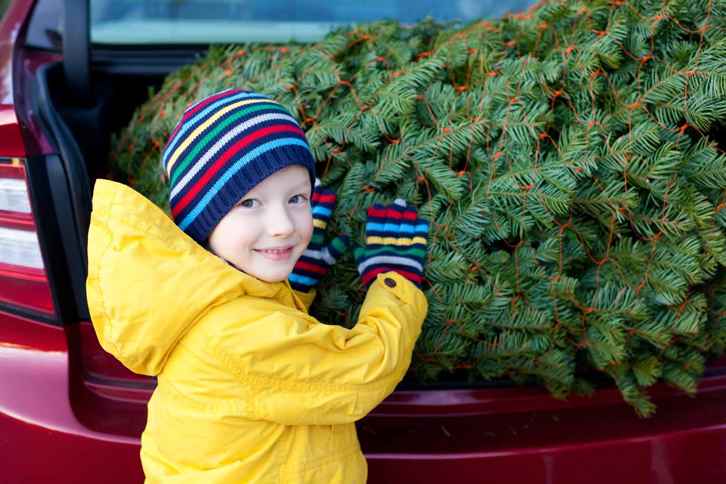 Ein kleiner Junge hilft strahlend beim Verladen des Weihnachtsbaums ins Auto. 