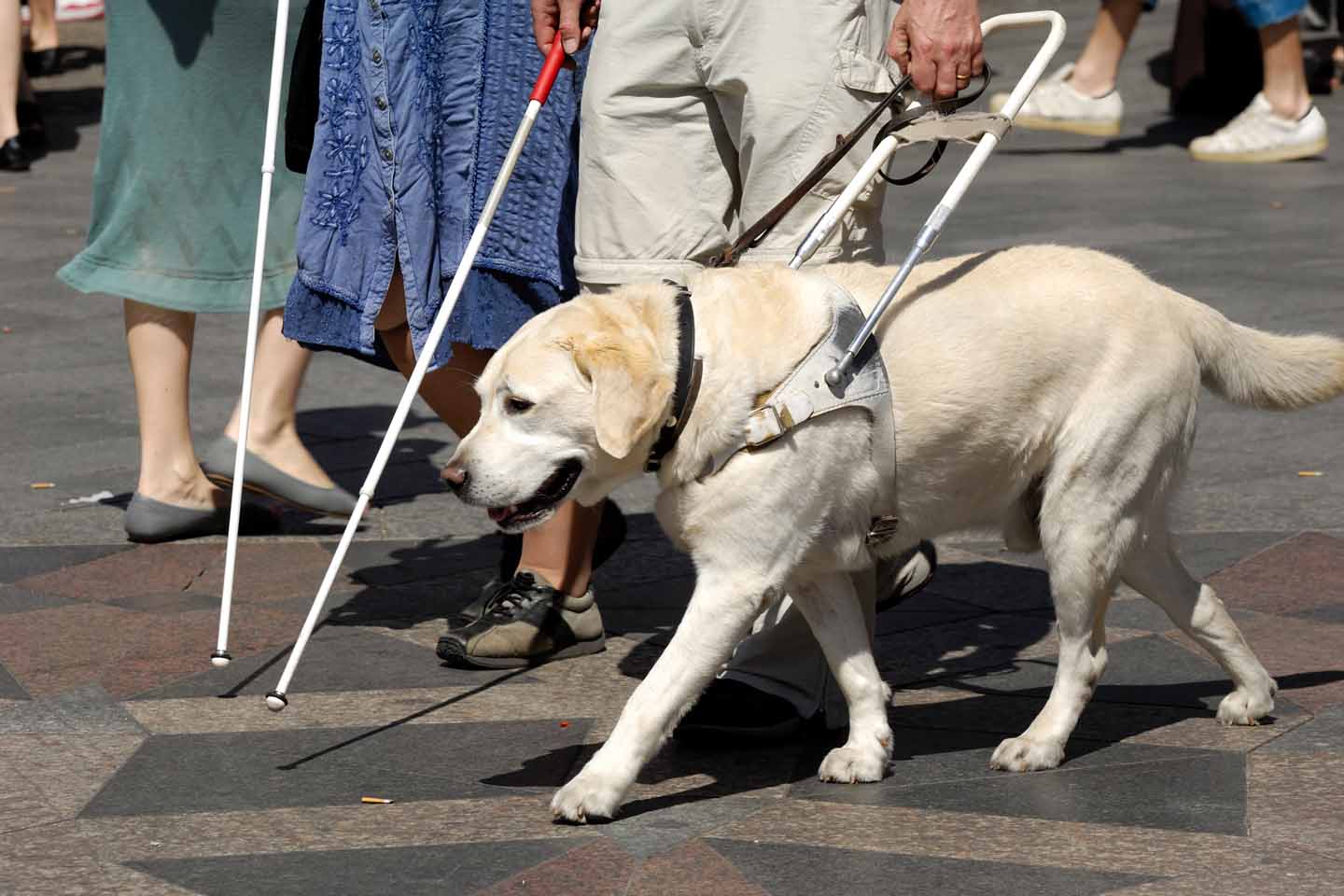 Ein Mann wird mit einem Blindenhund begleitet.