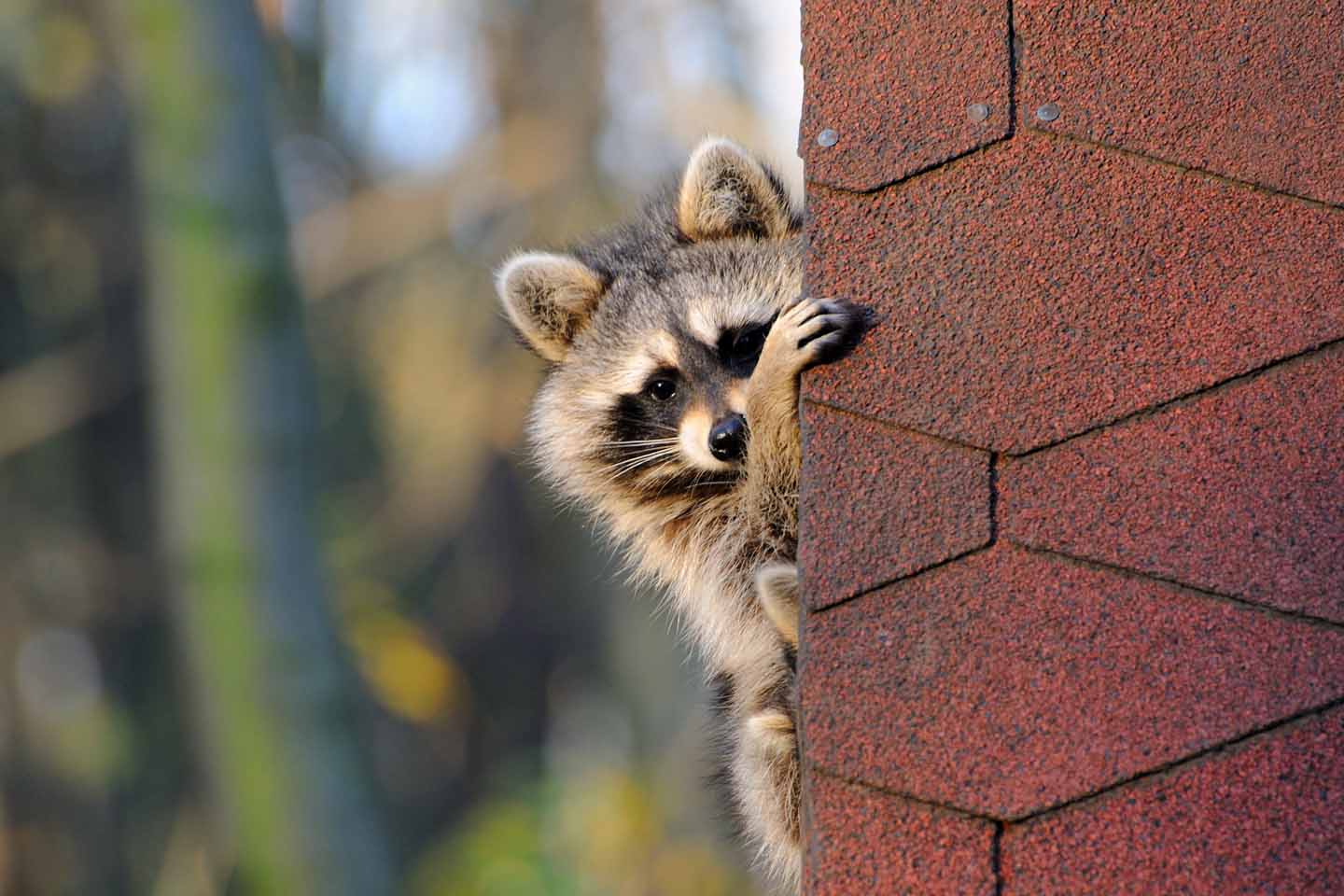 Ein Waschbär klettert am Dach entlang.