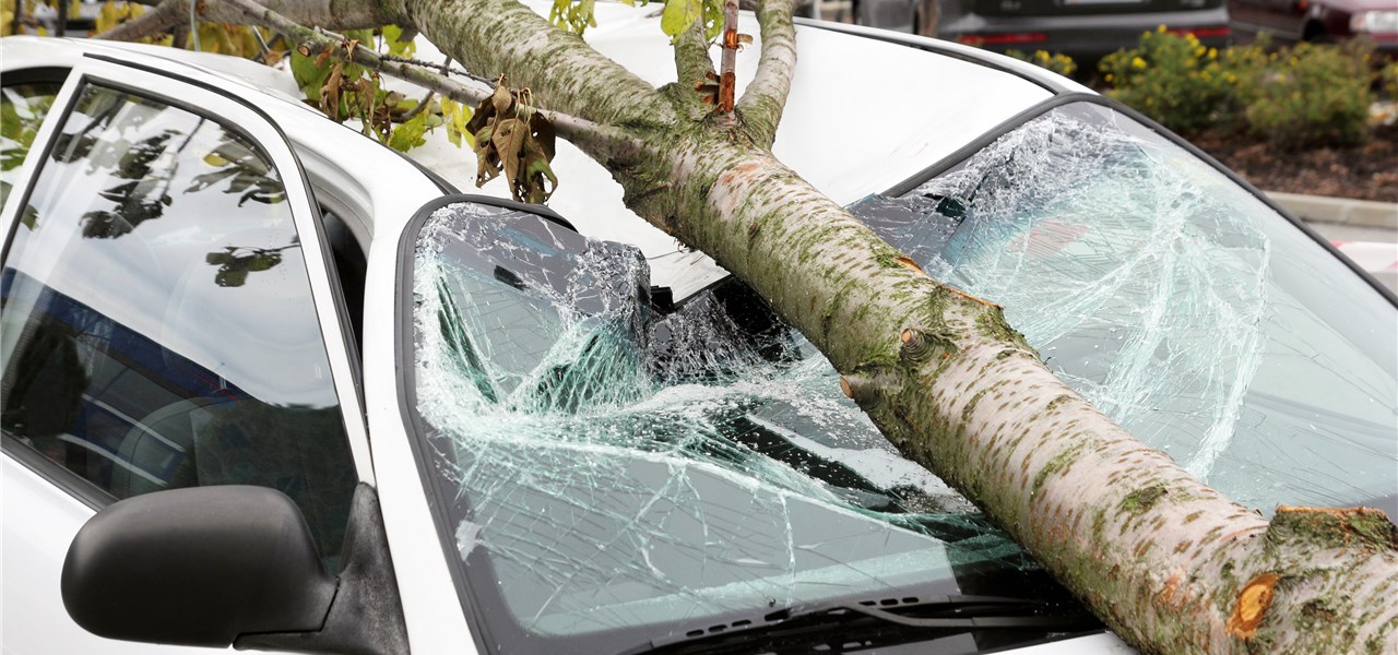 Ein Baum ist auf ein Auto gestürzt und hat die Windschutzscheibe und das Dach eingedrückt.
