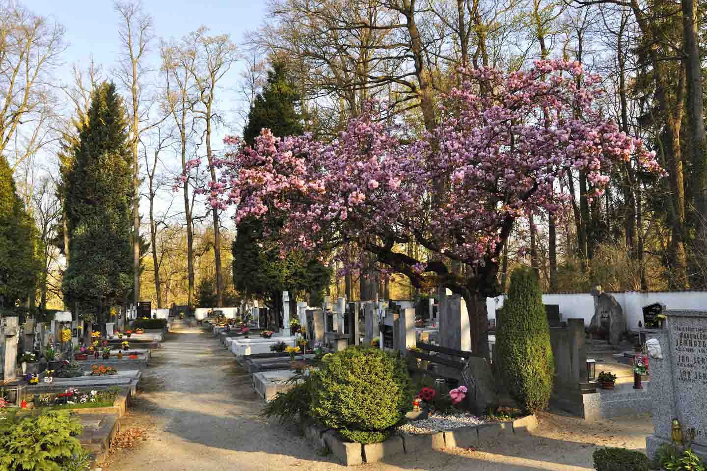 Mit Blumen geschmückte Gräber auf einem Friedhof mit einem in rosa blühenden Baum.