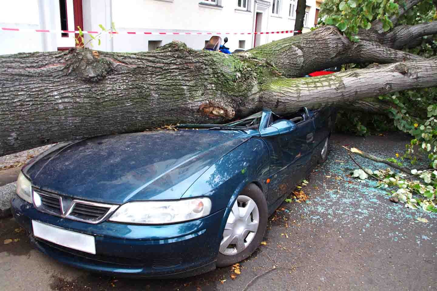 Umgestürzter Baum auf einem Auto.
