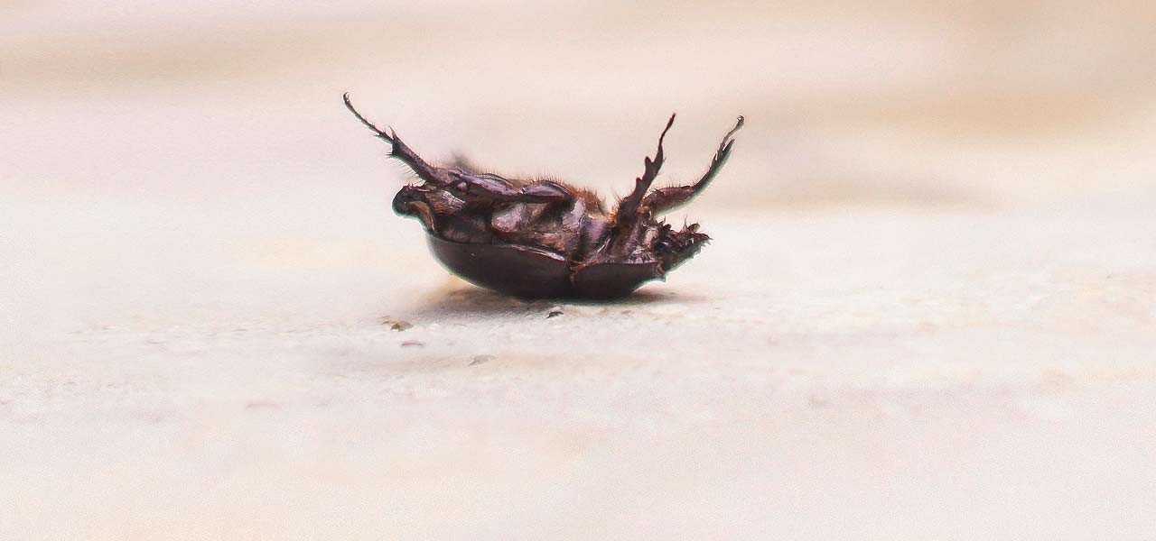Insektenreste Käfer