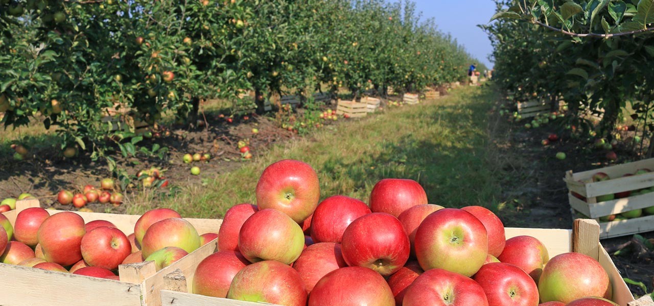 Ergebnis des Fruitpicking: Kisten voller Äpfel
