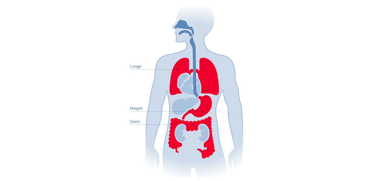 Lunge und Magen-Darm-Trakt als Entstehungsherd für Halitosis