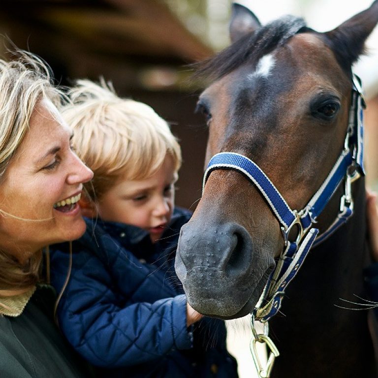 Pferdehaftpflicht für Pferde, Ponys und Esel